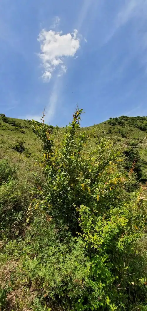 蓝田流峪草甸穿越(流峪寺村——李家坪村)
