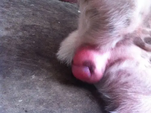 我家狗狗六个月大第一次发情.