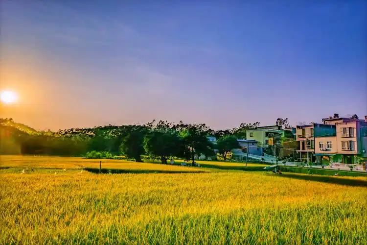 又到一年的秋收时,走进金灿灿的田野,稻田里稻浪滚滚,金灿灿的