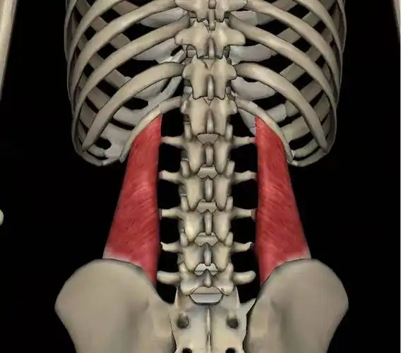 腰方肌的重要性,你真的知道吗?