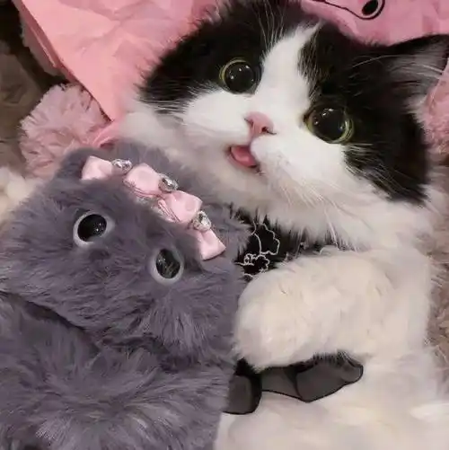 头像| 323038 38363534奶牛猫_男女_来自_网络