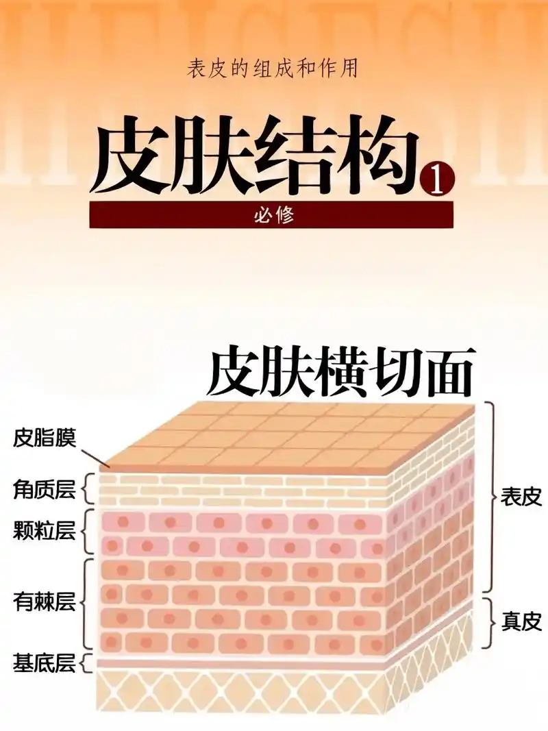 基础的皮肤知识认识一下.皮肤的结构组成一-表皮  要学习护肤 - 抖音