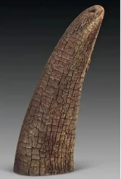 每日一味中药   犀角