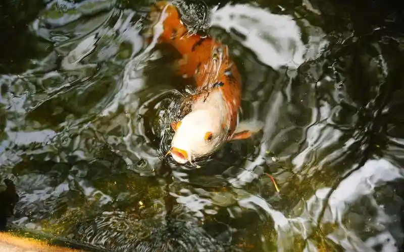 清新多彩鱼宽屏壁纸_悠闲游动的小鱼