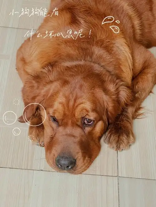 因为怀孕了,婆婆要我把养的三只狗送人金毛叫翠花,中间的是贵宾,叫