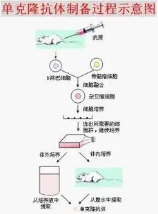 补体结合反应的概述