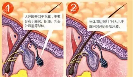 除腋臭是该院的特色项目之一,在此领域拥有不俗的口碑;其中做腋臭手术