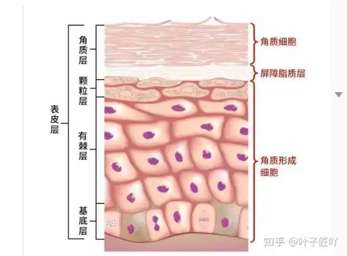 (一)皮肤的结构