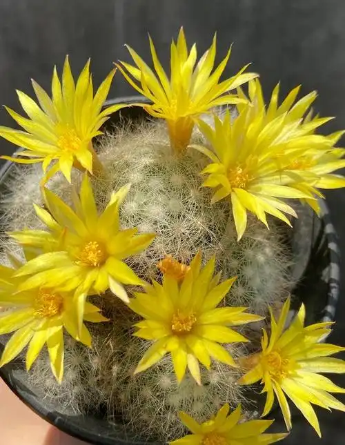 有种仙人球叫"芳香丸"可以用来看球,刺,花,香,既结实又好养