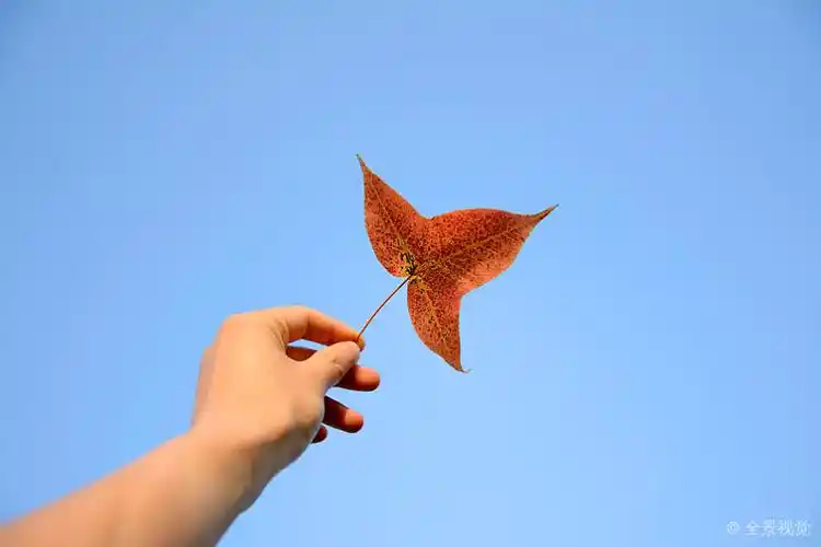 用手举向天空的枫叶_高清图片_全景视觉