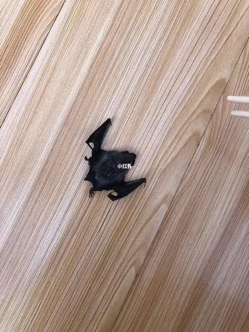 家里有一只蝙蝠09