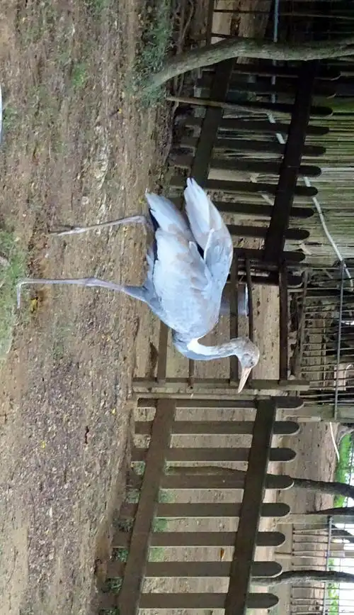 肇庆鹤岛主要有三种:丹顶鹤,白颈鹤和灰鹤.