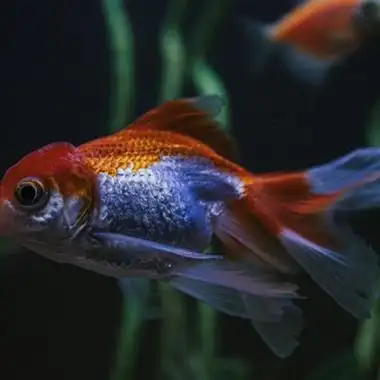 可爱的小金鱼qq微信通用头像图片