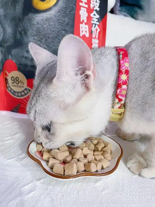 怎么会有这么爱吃冻干生骨肉的小猫咪