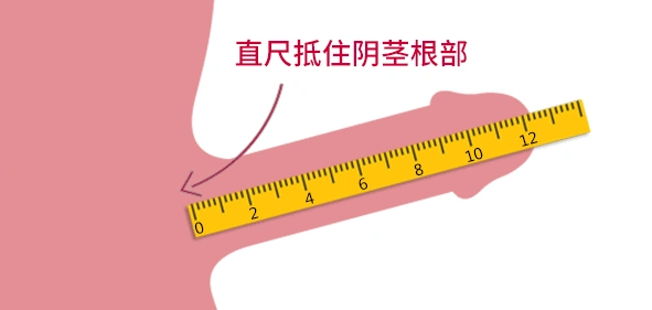 丁丁多长才是正常的