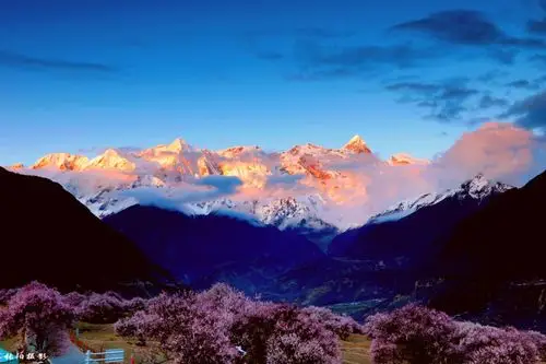 最美桃花 在雅鲁藏布江大峡谷 期间能目暏南迦巴瓦峰真容 很幸运 再能