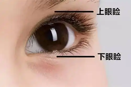 上眼睑和下眼睑都可能发生,下眼睑比较常见.