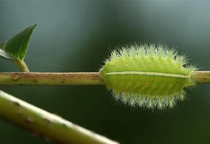 青刺蛾的防治方法