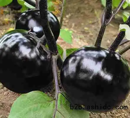 茄子品种有;布利塔,702,765,快圆茄,大龙茄,博丰圆茄等