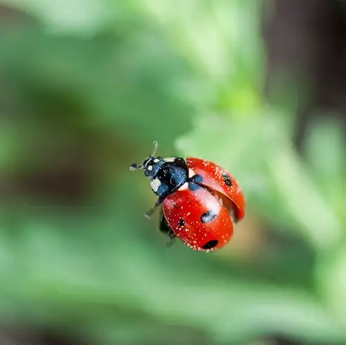 振翅欲飞的瓢虫