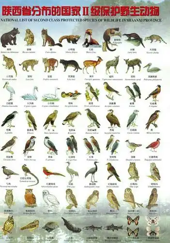 澄城县公安局关于禁止非法猎捕,杀害珍贵,濒危野生动物的通告