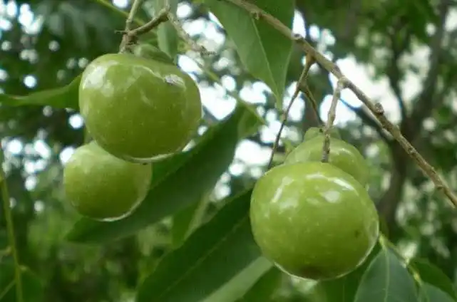 一种野果人称"洗手果",摘了能当肥皂用,从前农村少不了它