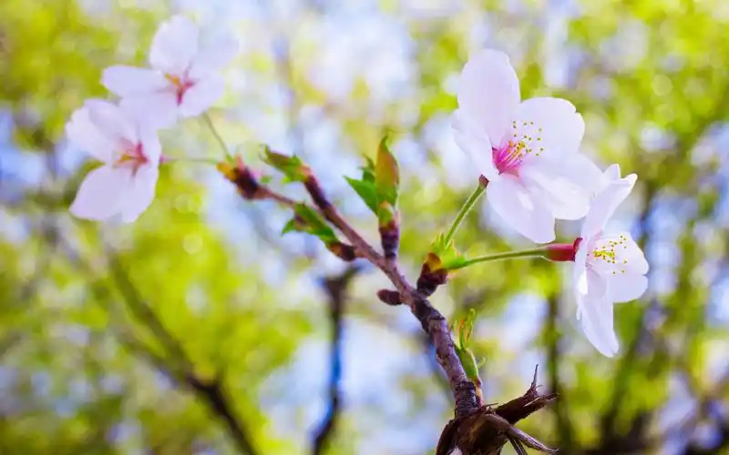 小清新古风樱花花海