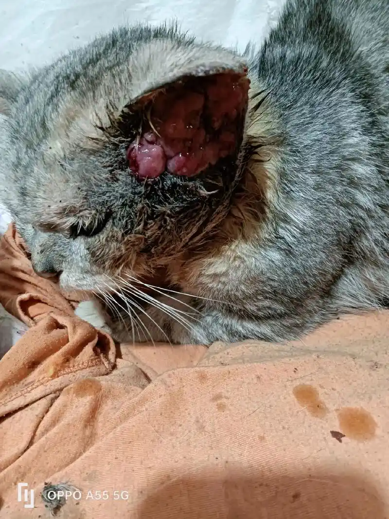 求助,2022年冬至我和邻居捡回来的流浪猫,耳朵肿瘤,因本人 - 抖音