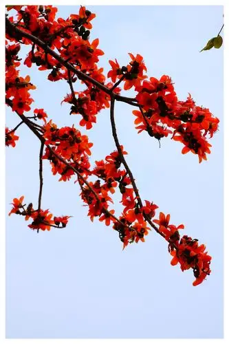 春天爱上木棉花