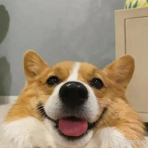 高清狗狗头像 萌98来袭