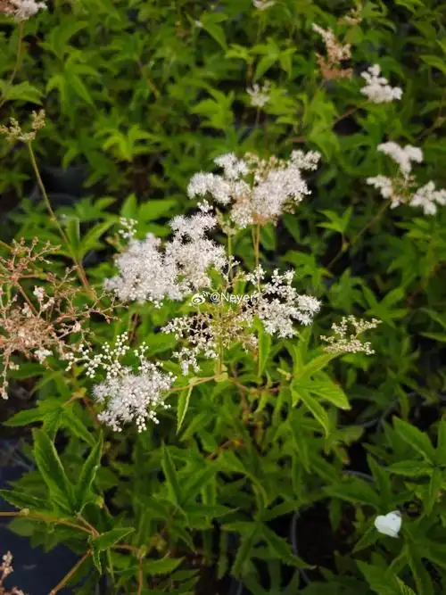 蚊子草今年繁殖了一些 想要抓紧 过几天出过去就不能发 现在拔完草 看