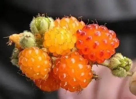 用美图告诉您这些怪异水果名称