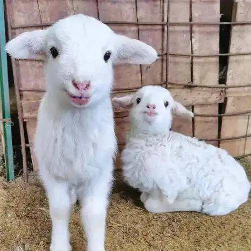 网友奶奶家的两只可爱小羊好喜欢