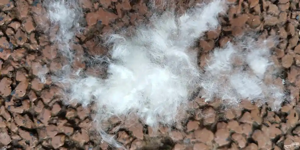 木棉絮飞 又见"雪"飘地 - 第2页 - 生活照 梅州时空