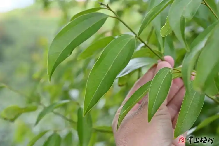 南药梅片树种植基地郁郁葱葱,枝繁叶茂.一片叶子能有多大用途?