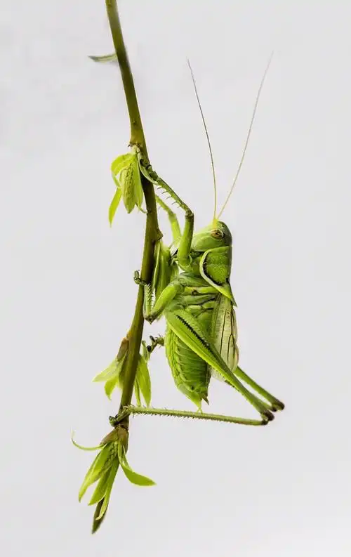 乐人初春拍蝈蝈