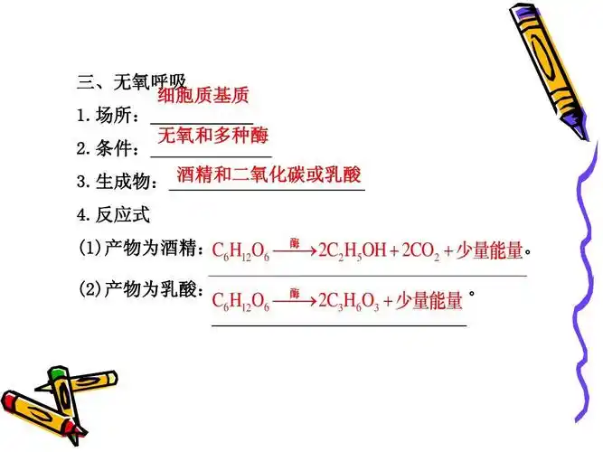 所有分类 高中教育 理化生 呼吸作用 生物必1ppt 三,无氧呼吸 细胞质