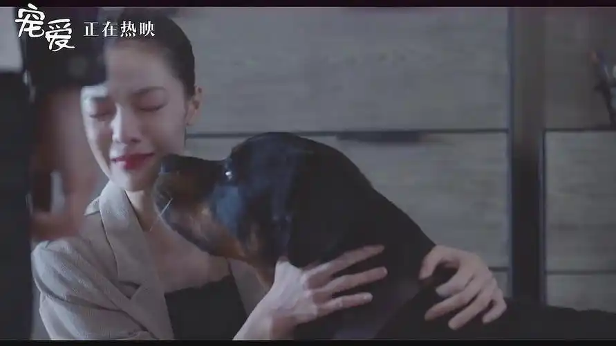 《宠爱》钟楚曦正片最感人片段,豪七回应:谁最爱我,太催泪!