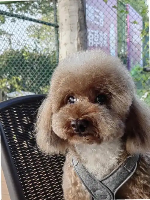 泰迪发型重要性