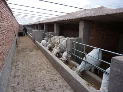 如何在农村发展山羊的规模饲养