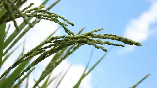 唯美稻香水稻高清桌面壁纸