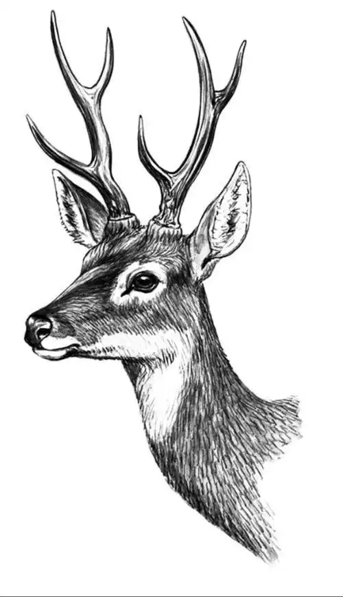 鹿-素描图集图片_儿童素描_少儿图库_中国儿童资