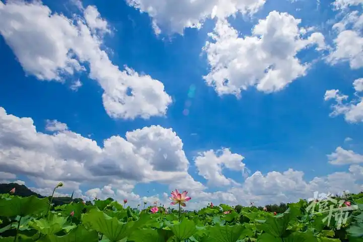 西湖荷花在蓝天白云映衬下,宛如油画. 记者 陈中秋 摄.jpg