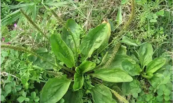 车前草有什么功效能治什么病:车前草的叶子能止泻吗?_办公生活_办公百