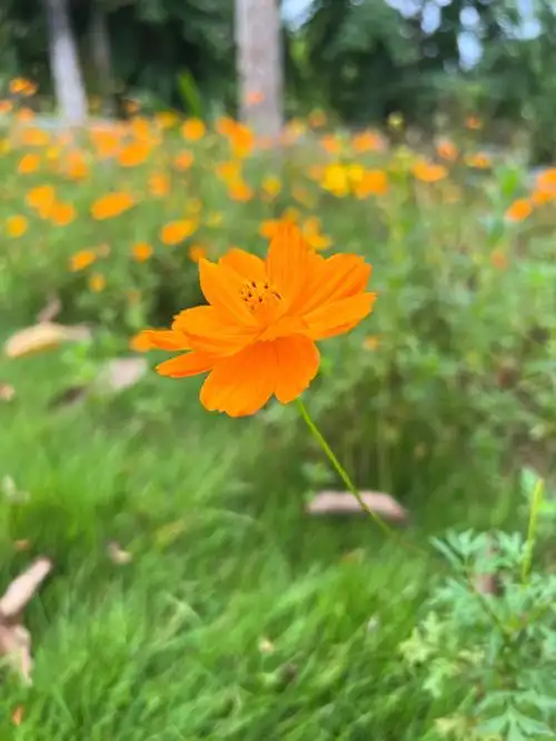 生活明朗万物可爱