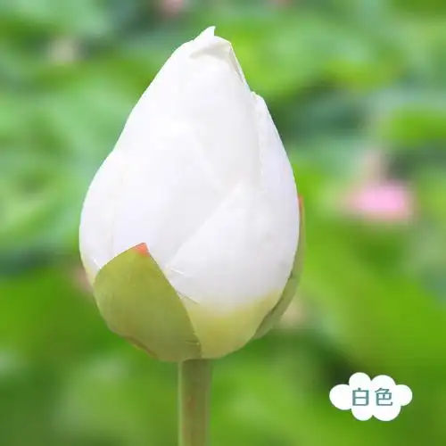 带杆莲花禅意白色清新花蕾落地花骨朵花苞长枝仿真绿植