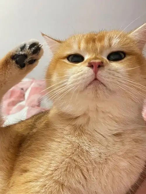 向大家敬礼01salute