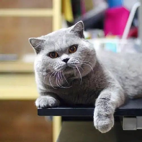 cfa/wcf注册猫舍,专注繁育英国短毛猫,vx:huier_545728801