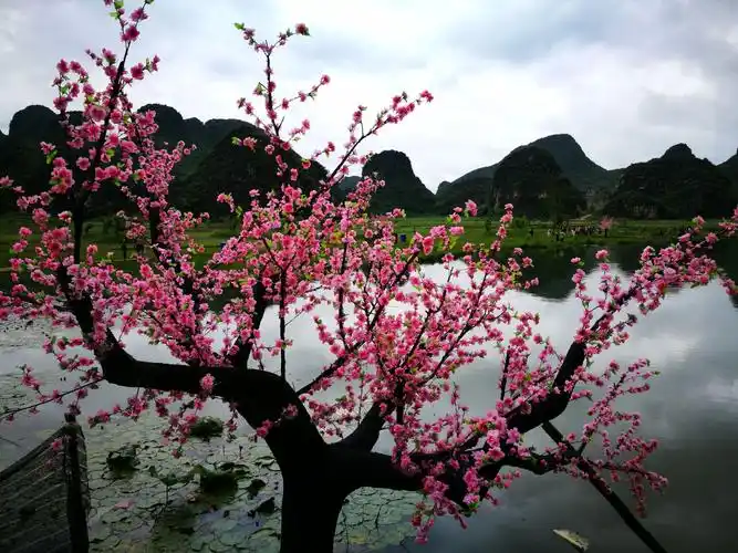 青龙山三生三世十里桃花情人桥