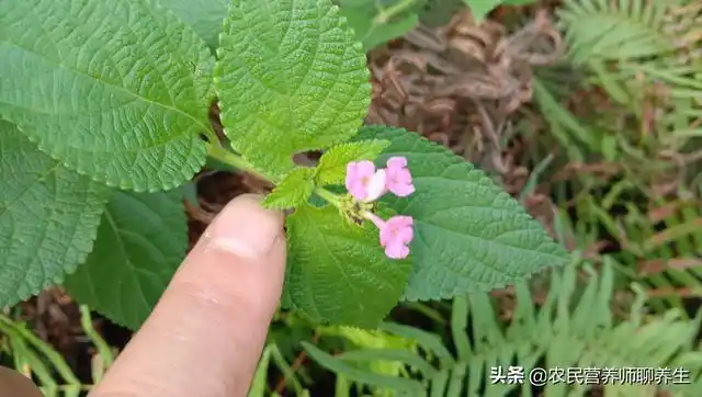 梅花叶子图片(梅花叶子图片大全大图)_植物知识网